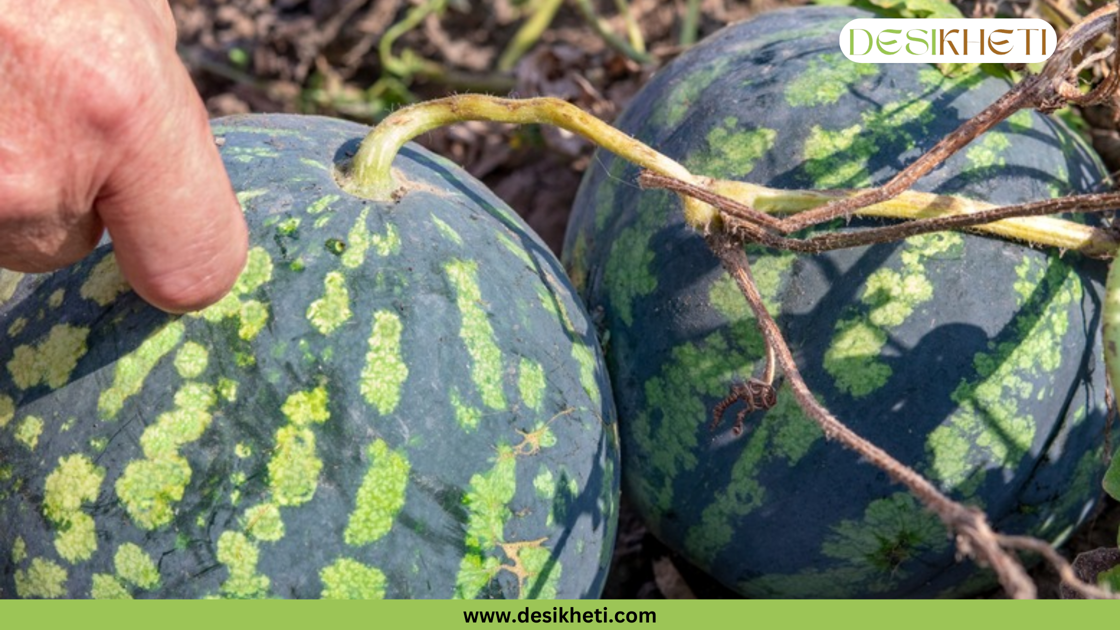 A close-up of a person's thumb and index finger pressing on the side of a small watermelon to check its firmness. A second, darker-colored watermelon is visible beside it, with dried vines connecting the two. The watermark on the top right says "DESIKHETI", and "www.desikheti.com" is at the bottom.