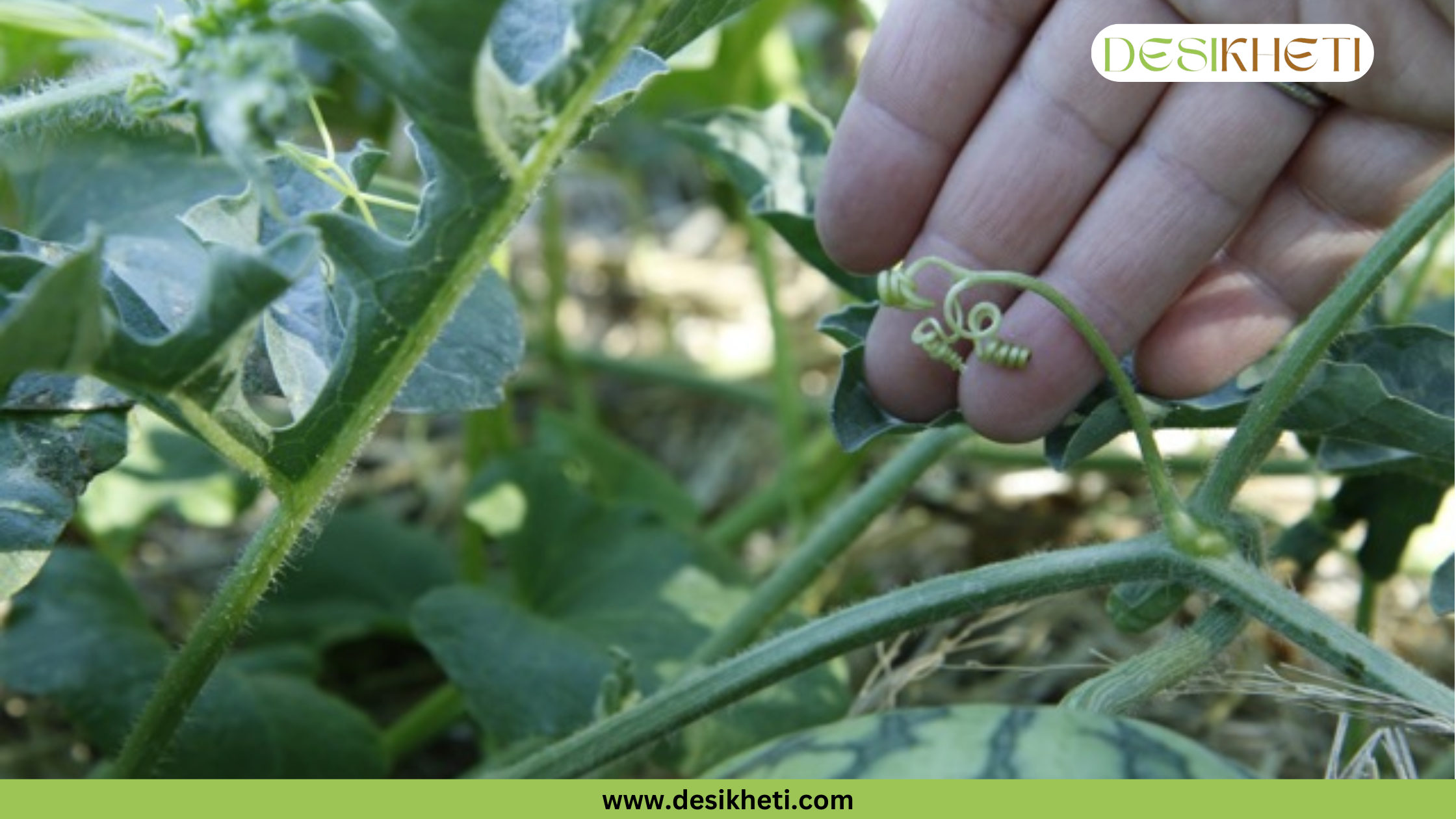 A person's fingers gently pinch a curling, green tendril on a watermelon vine. The vine is surrounded by other foliage, and the edge of a watermelon is visible in the bottom right corner. A watermark on the top right says "DESIKHETI", and "www.desikheti.com" is at the bottom.