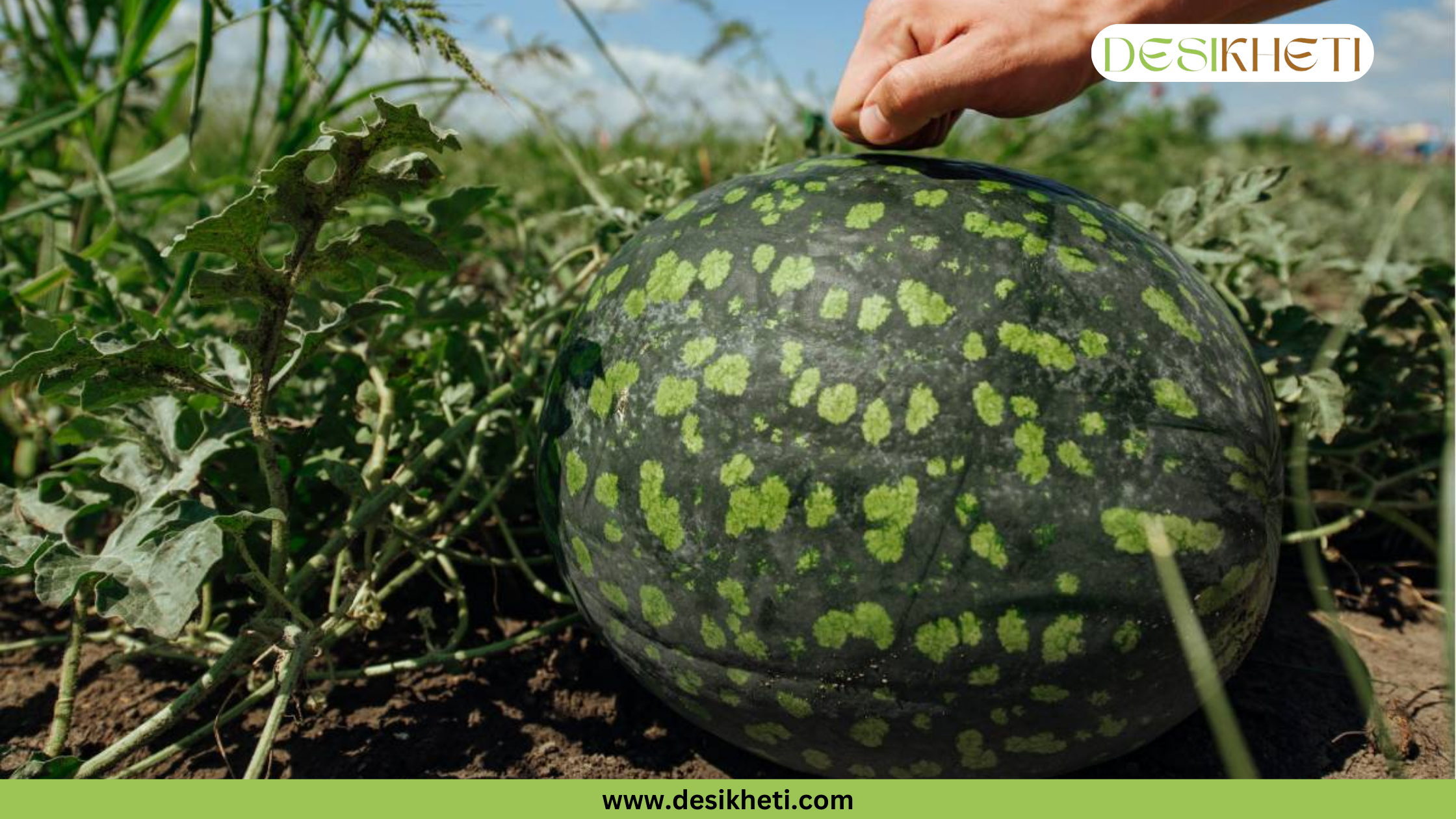 A person's fist gently thumps the top of a large, dark green watermelon with light green spots. The watermelon is resting on the ground in a field, surrounded by its vines. The top right of the image has a "DESIKHETI" logo, and "www.desikheti.com" is at the bottom.
