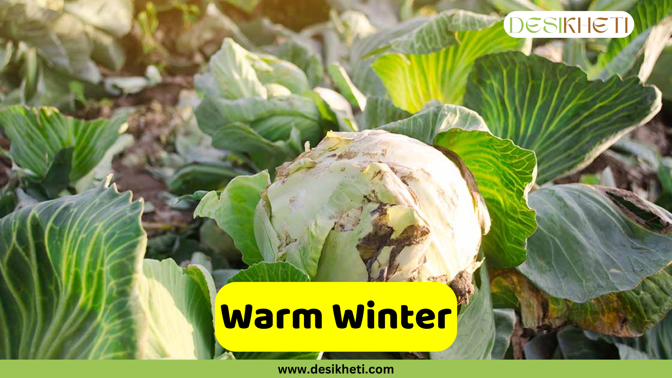 
A cabbage head in a field with other leafy green plants. The sun is shining in the background, casting a warm light on the scene. A prominent yellow bar with the text "Warm Winter" is centered at the bottom of the image. The text "DESIKHETI" is in the top right corner, and "www.desikheti.com" is at the bottom.