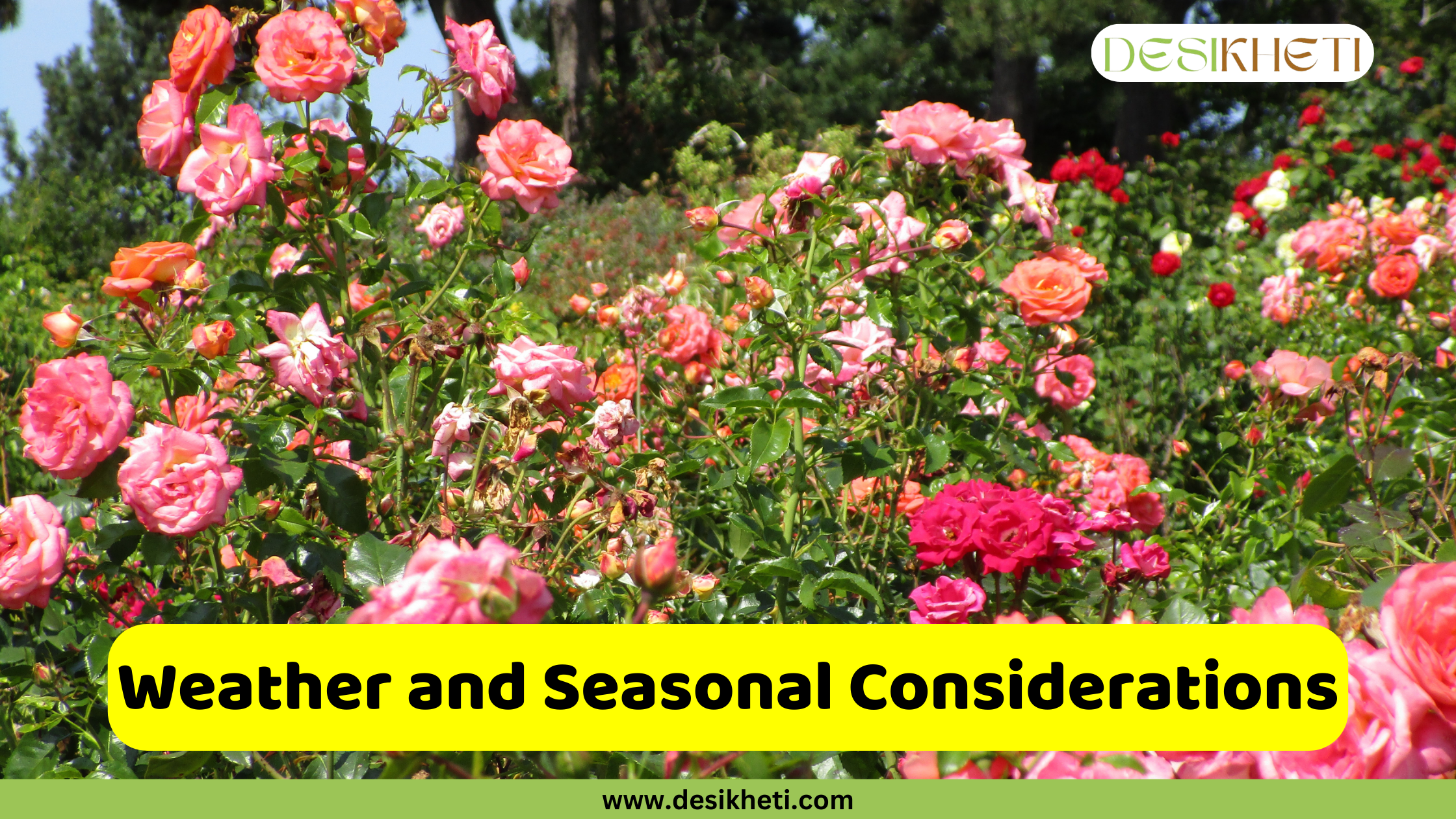 
A beautiful, sprawling rose garden filled with numerous blooming rose bushes in various shades of pink, peach, and red. The image has a green banner at the bottom with the website "www.desikheti.com" and a watermark in the top right corner that says "DESIKHETI". There's a bright yellow box in the lower middle of the image with the text "Weather and Seasonal Considerations" written in it.