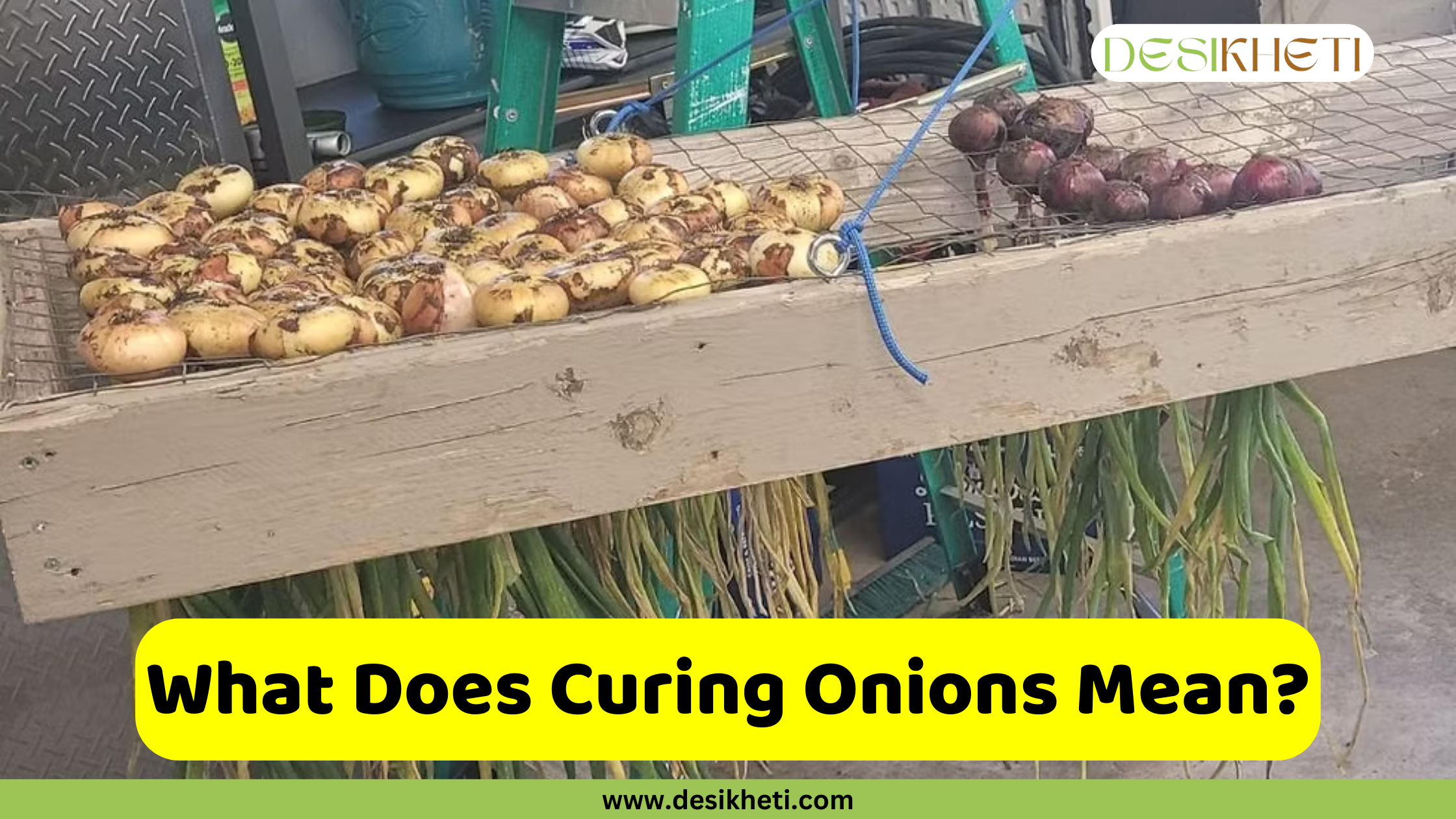 
A field of young green onion plants is growing through a layer of snow. The snow is visible between the rows of plants and around their bases. A green and yellow banner at the bottom of the image has the text "When and How to Start Curing Onions" and the website address "www.desikheti.com".