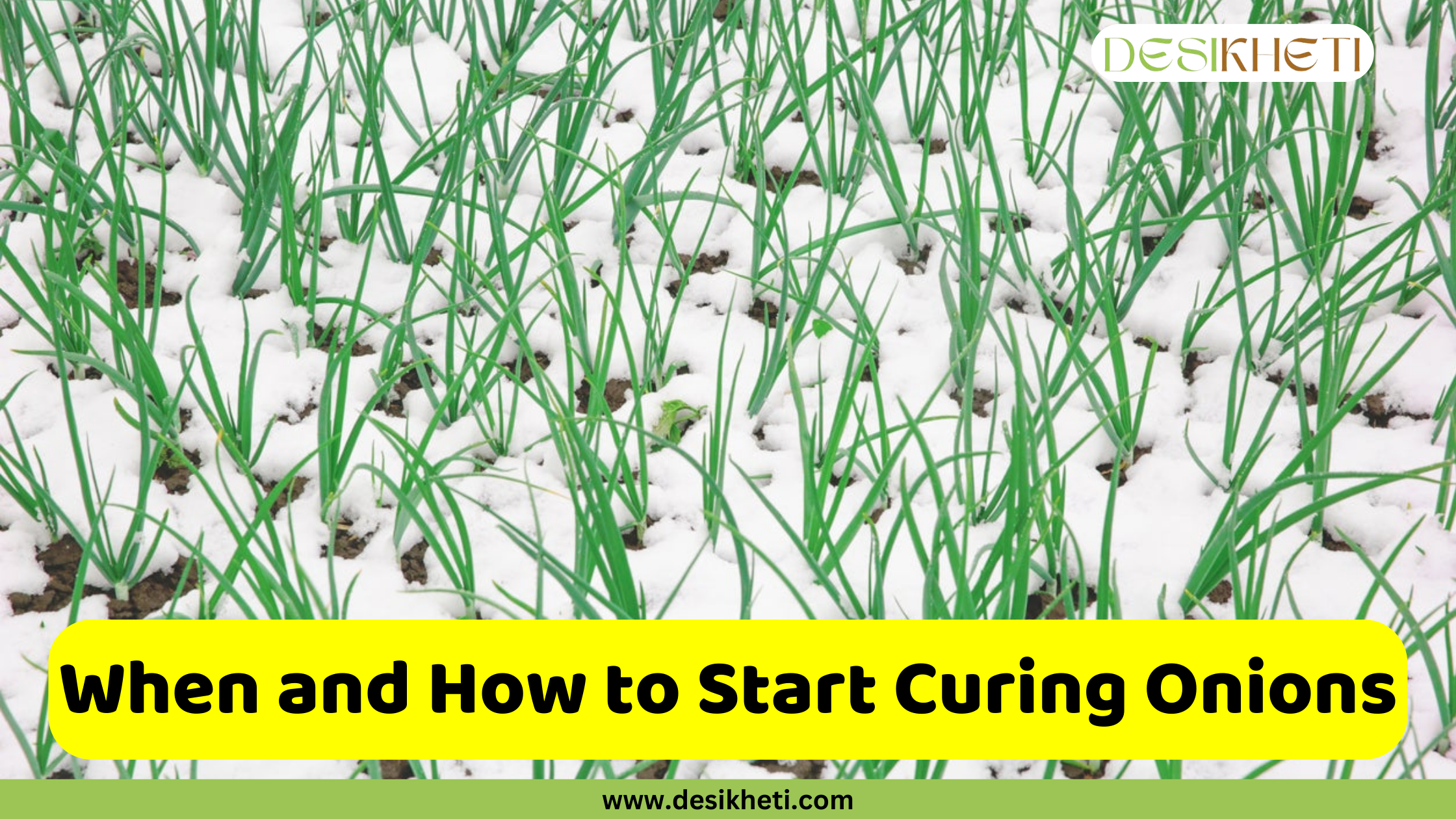 
A field of young green onion plants is growing through a layer of snow. The snow is visible between the rows of plants and around their bases. A green and yellow banner at the bottom of the image has the text "When and How to Start Curing Onions" and the website address "www.desikheti.com".