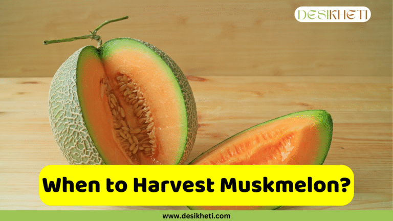 A freshly cut muskmelon on a light wooden surface. The muskmelon is cut in half, revealing the vibrant orange flesh and a cluster of seeds in the center. A smaller wedge of the fruit is also visible next to the main half. A yellow text box in the foreground reads "Muskmelon is Ready for Harvesting," and a green bar at the bottom displays the website address "www.desikheti.com".