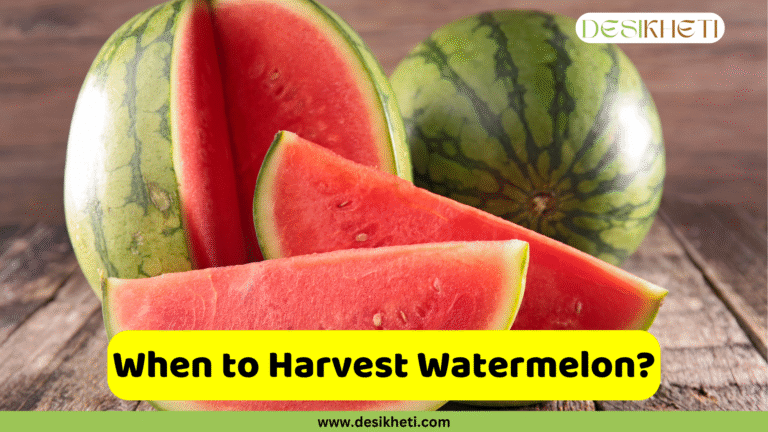 A full watermelon, a halved watermelon, and several triangular slices of red-fleshed watermelon are arranged on a wooden surface. The text "Watermelon is Ready for Harvesting" is written on a yellow bar at the bottom, with the logo "DESIKHETI" and the website address "www.desikheti.com" at the top and bottom of the poster.